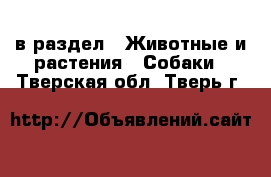  в раздел : Животные и растения » Собаки . Тверская обл.,Тверь г.